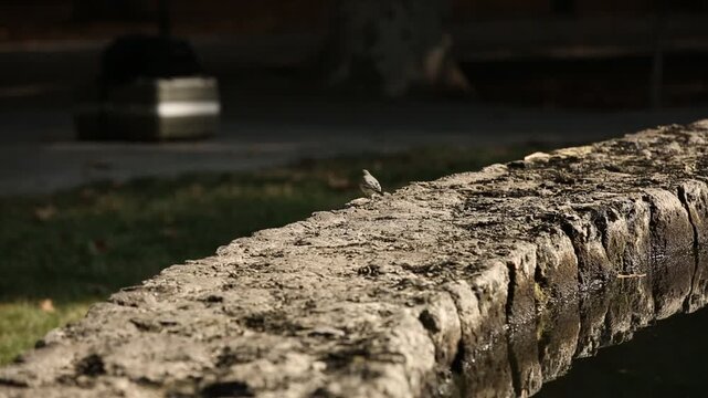 A small bird hops playfully along a rough stone wall bordering a calm pond in a sunlit park, with blurred green grass and trees in the peaceful background.