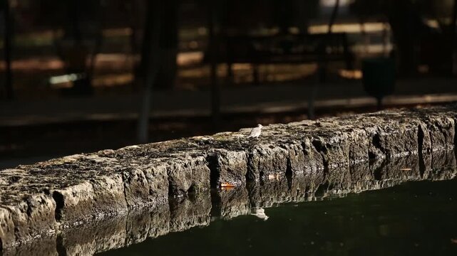 A small bird hops playfully along a rough stone wall bordering a calm pond in a sunlit park, with blurred green grass and trees in the peaceful background.
