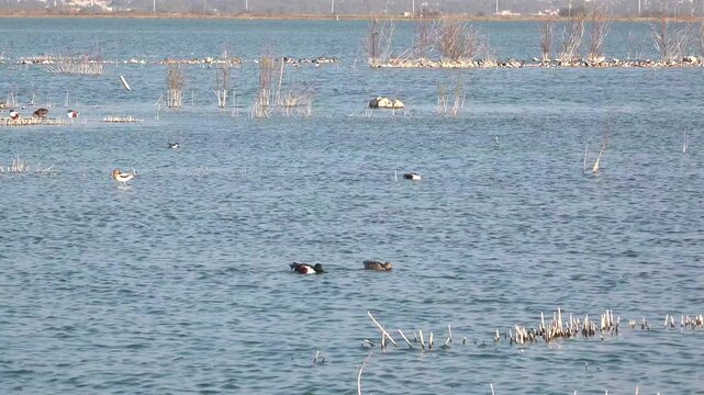 Patos cuchar&oacute;n en el Lago Nabor Carrillo, Texcoco, estado de M&eacute;xico.