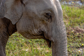 Fototapeta premium Detailed texture of the elephant's skin arround its eye and trunk