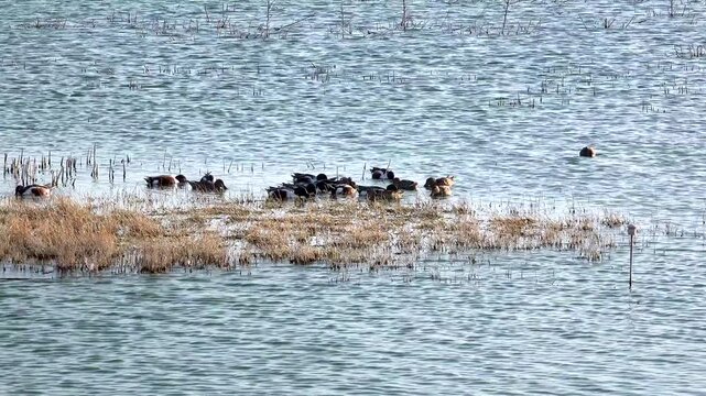 Patos cuchar&oacute;n en el Lago Nabor Carrillo, Texcoco, estado de M&eacute;xico.