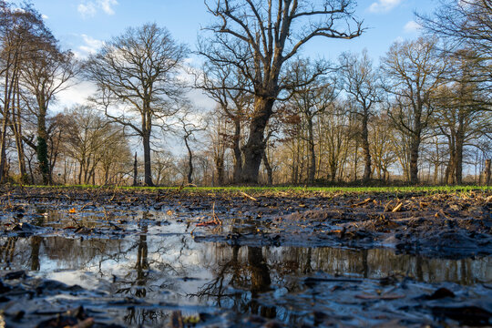 trees are reflected in a puddle in Bremen-Oberneuland