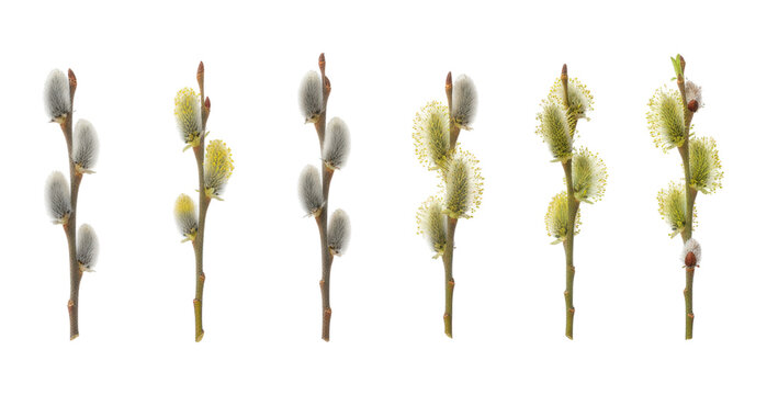 Pussy willow branches showing the blooming stages from closed furry grey catkins to fully bloomed yellow flowers in a detailed botanical set