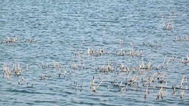 Patos cuchara norte&ntilde;os en el lago Nabor Carrillo, Texcoco, Estado de M&eacute;xico.