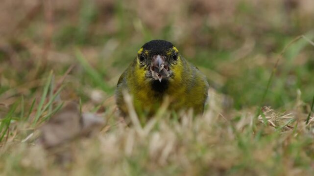 European siskin (Spinus spinus) and european greenfinch (Chloris chloris) foraging in the garden 