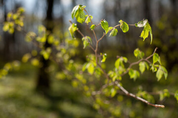 Fresh green leaves emerging on tree branch in spring