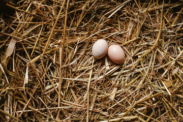 Two eggs resting in rustic hay nest © Andrii