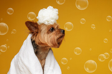 Yorkshire terrier wrapped in towel with bath sponge and bubbles on yellow background