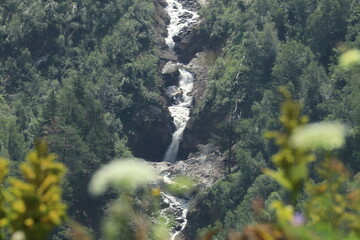 a mountain stream in a pine forest on the slopes of the Caucasus Mountains on a sunny summer day
