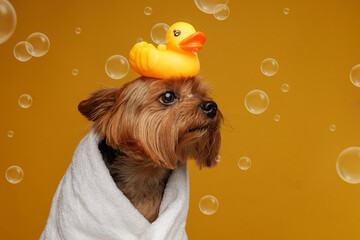 Yorkshire terrier with rubber duck on head after bath with bubbles on yellow