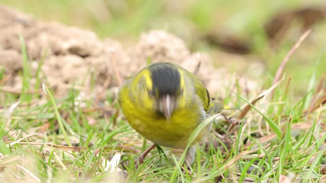 European siskin (Spinus spinus) foraging in the garden