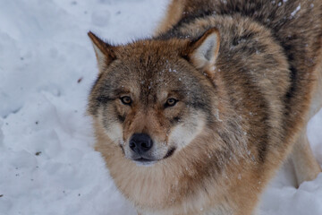 Obraz premium Wolf closeup 