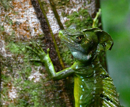 un basilisco en costa rica