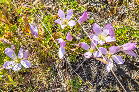 Cotopaxi Province, Ecuador - February 5, 2026: Gentianella cerastioides flower, in Cotopaxi National Park, at over 3500 meters altitude.