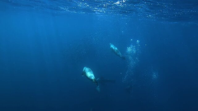 A dead sardine floats in the blue water off Magdalena Bay, Baja California, Mexico as a curious sea lion &ndash; Otariidae &ndash; inspects it before swimming toward the camera during the sardine run.