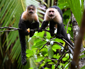 Fototapeta premium a serious capuchin monkey in a Costa Rican forest