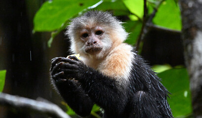Obraz premium a serious capuchin monkey in a Costa Rican forest
