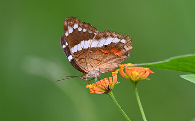 Fototapeta premium a beautiful butterfly on costa rica