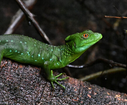 un basilisco en costa rica
