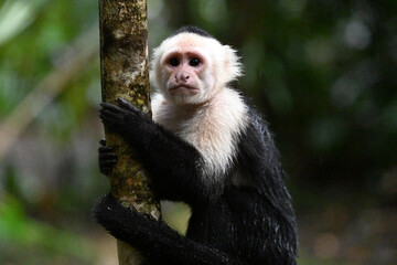 Fototapeta premium a serious capuchin monkey in a Costa Rican forest