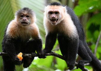 a serious capuchin monkey in a Costa Rican forest