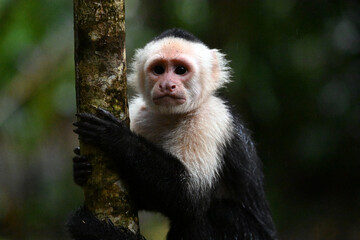 Obraz premium a serious capuchin monkey in a Costa Rican forest