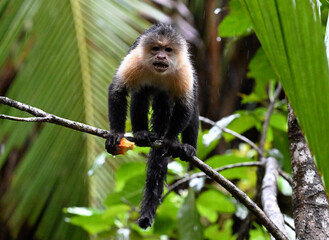 Obraz premium a serious capuchin monkey in a Costa Rican forest