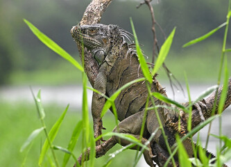 Obraz premium a beautiful iguana in a cloud forest in costa rica