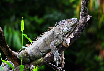 Fototapeta premium a beautiful iguana in a cloud forest in costa rica