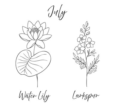 Water lily and larkspur - July birth flowers vector illustration set in black and white line art style. Botanical drawing with elegant floral sketch, hand drawn monochrome flower tattoo design.