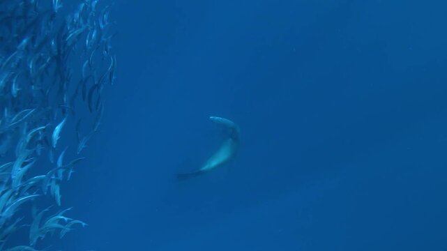 A sea lion &ndash; Otariidae &ndash; swims behind a sardine school off Magdalena Bay, Baja California, Mexico, herding the fish into a tight bait ball during the sardine run hunt.