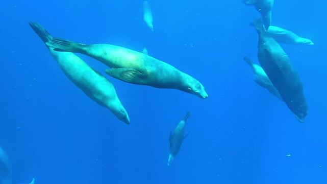 Sea lions &ndash; Otariidae &ndash; herd sardines into a tight bait ball off Magdalena Bay, Baja California, Mexico, creating a mesmerizing sardine run spectacle in the blue ocean.