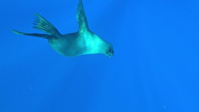 A female sea lion &ndash; Otariidae &ndash; leaves her group off Magdalena Bay, Baja California, Mexico, dancing in the blue before diving into a sardine bait ball during the sardine run. Filmed at 60fps.