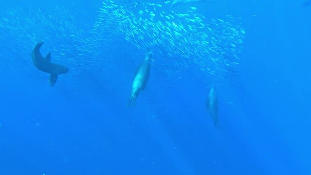 Sea lions &ndash; Otariidae &ndash; swim within a sardine bait ball off Magdalena Bay, Baja California, Mexico as a marlin &ndash; Istiophoridae &ndash; charges head on and the sea lions redirect the fish during the sardine 