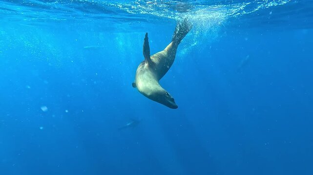 A sea lion &ndash; Otariidae &ndash; surfaces for air off Magdalena Bay, Baja California, Mexico, then spins back underwater to face the diver and gently nuzzles the camera during the sardine run.