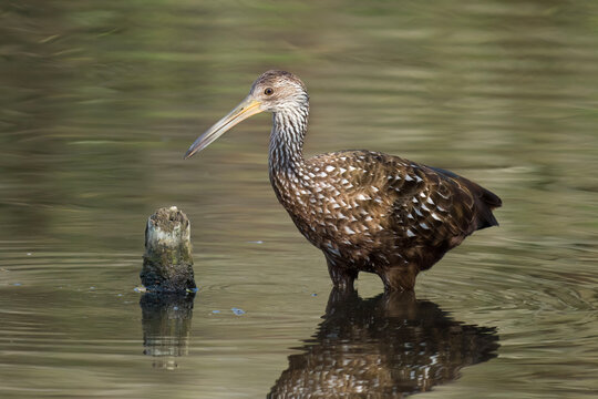 Limpkin bird wading in marshland