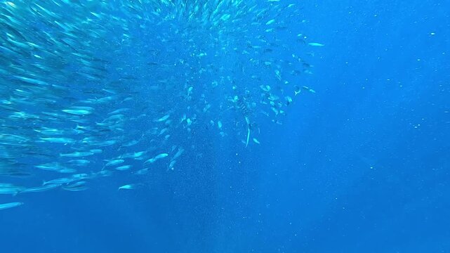 Two marlins &ndash; Istiophoridae &ndash; hunt inside a sardine bait ball off Magdalena Bay, Baja California, Mexico, slicing through the fish while other marlins lurk below during the sardine run.