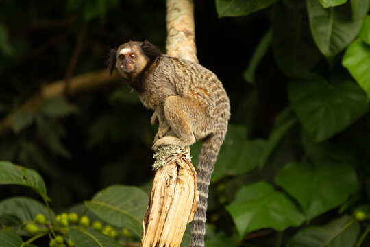 Um sagui empoleirado no galho de uma &aacute;rvore.