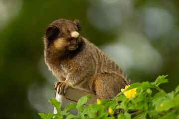 Obraz premium Saguí, com fundo desfocado e boque de luzes naturais.