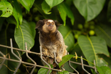 Fototapeta premium Um sagui empoleirado numa cerca de metal, com folhagens de árvores ao fundo.