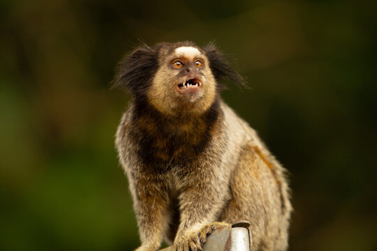 Close up e um sagui atento, com bosque escuro, borrado ao fundo.
