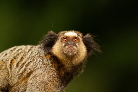 Close up e um sagui atento, com bosque escuro, borrado ao fundo.