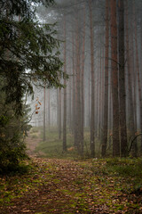 Cisza między drzewami © tomasz