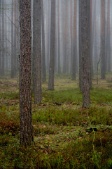 Strażnicy ciszy © tomasz