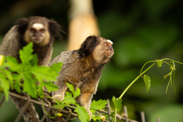  Two marmosets, perched on a metal fence, with branches bearing green leaves.