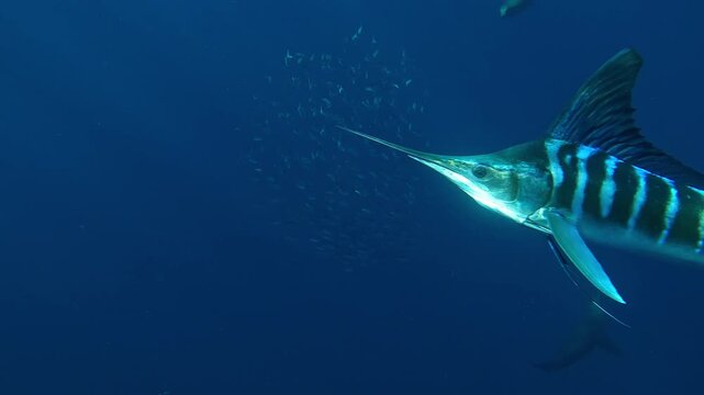 A marlin &ndash; Istiophoridae &ndash; hunts a sardine bait ball off Magdalena Bay, Baja California, Mexico, crossing the foreground before a sea lion &ndash; Otariidae &ndash; swiftly intervenes during the sardine run.