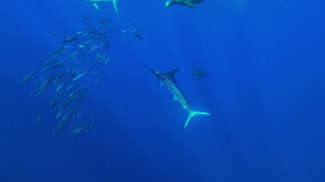A marlin &ndash; Istiophoridae &ndash; repeatedly strikes at a sardine with its rostrum off Magdalena Bay, Baja California, Mexico, showing precision hunting during the sardine run.