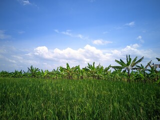 Obraz premium In agriculture in Indonesia, rice plants are the staple crop for the needs of the Indonesian people with views of the blue sky