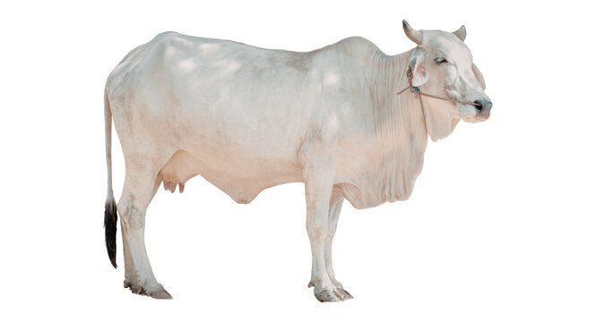 Majestic white bull with prominent hump and horns stands proudly against a transparent background, nelore ox