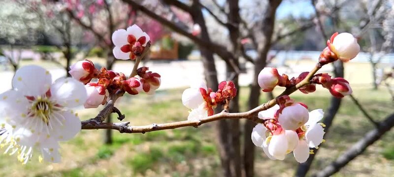 Close up of delicate ume flower buds opening on a tree under bright sunlight.